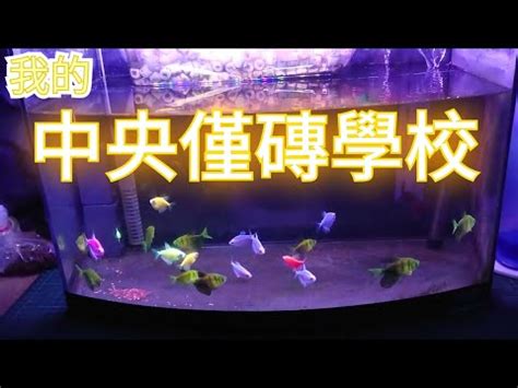 金磚魚好養嗎|【金磚魚好養嗎】 新手必看！金磚魚好養嗎？飼養心得一次公開